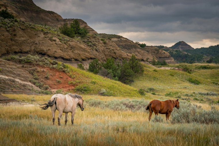 093 Theodore Roosevelt NP, wilde paarden.jpg
